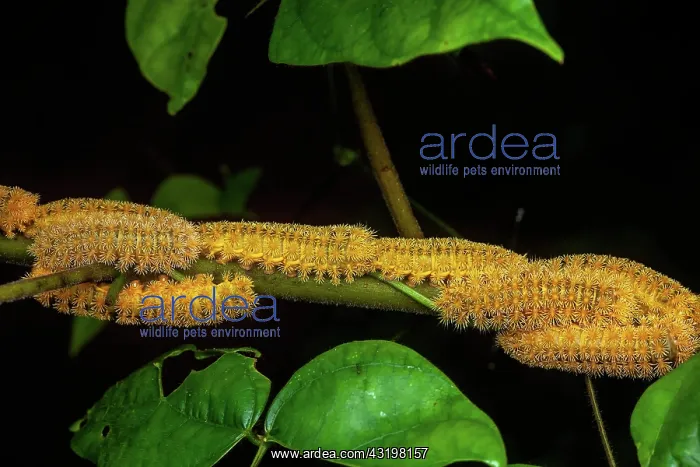 : Saturniid (Saturnidae sp), caterpillars on a stem : Saturniid (Saturnidae sp), caterpillars on a stem