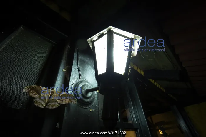 : Saturniidae butterfly near a lamppost, Choce colombiano : Saturniidae butterfly near a lamppost, Choce colombiano