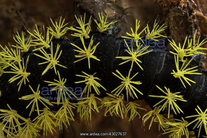 : Saturniidae Moth, caterpillar, Las Tangaras Bird : Saturniidae Moth, caterpillar, Las Tangaras Bird