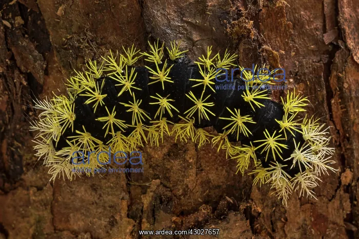 : Saturniidae Moth, caterpillar, Las Tangaras Bird : Saturniidae Moth, caterpillar, Las Tangaras Bird