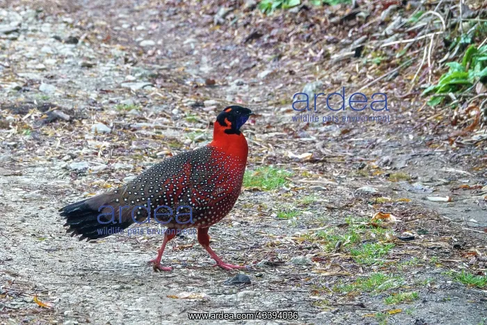 : Satyr tragopan : Satyr tragopan