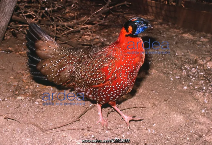 : Satyr Tragopan - Male : Satyr Tragopan - Male