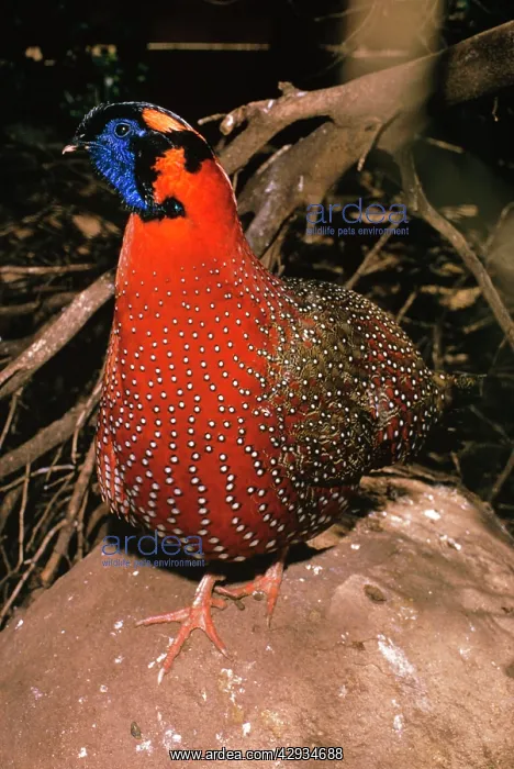 : Satyr TRAGOPAN - male : Satyr TRAGOPAN - male