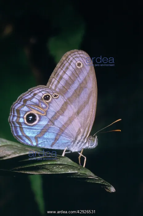 : Satyrid Butterfly : Satyrid Butterfly