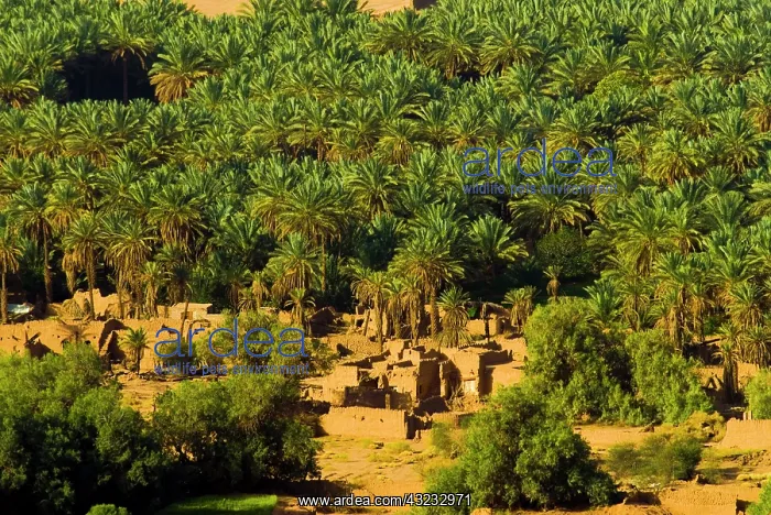 : Saudi Arabia, Al-Ula date palm trees in : Saudi Arabia, Al-Ula date palm trees in