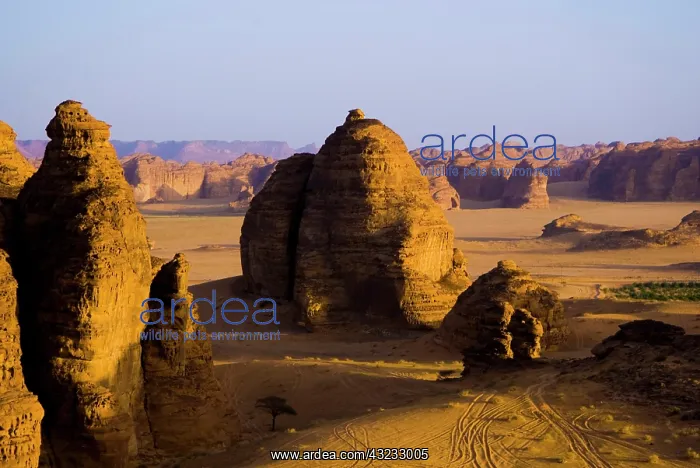 : Saudi Arabia, Al Ula, desert near the oasis : Saudi Arabia, Al Ula, desert near the oasis