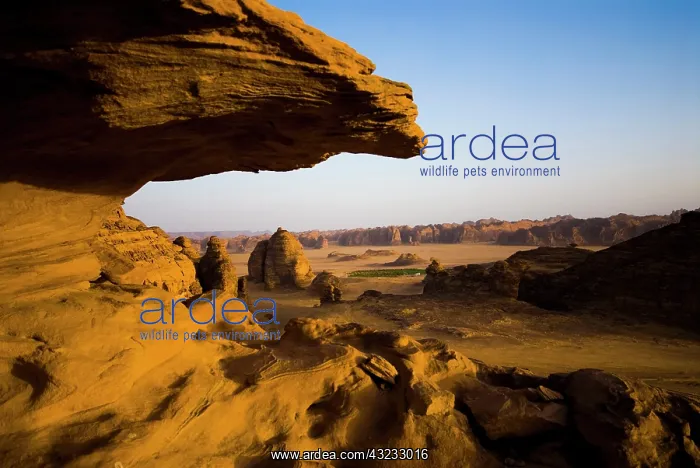: Saudi Arabia, Al Ula, desert near the oasis : Saudi Arabia, Al Ula, desert near the oasis