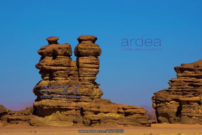 : Saudi Arabia, Hisma desert north of Tabuk : Saudi Arabia, Hisma desert north of Tabuk
