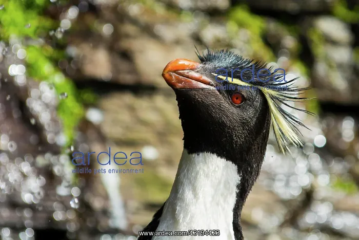 : Saunders Island, Rockhopper penguin (Eudyptes chrysocome) : Saunders Island, Rockhopper penguin (Eudyptes chrysocome)