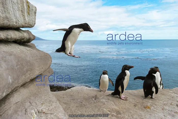 : Saunders Island, Rockhopper penguins (Eudyptes chrysocome) : Saunders Island, Rockhopper penguins (Eudyptes chrysocome)