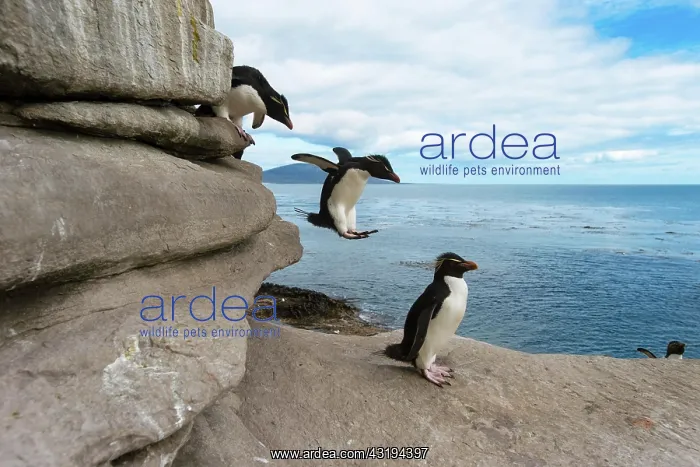 : Saunders Island, Rockhopper penguins (Eudyptes chrysocome) : Saunders Island, Rockhopper penguins (Eudyptes chrysocome)