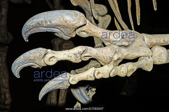 : Saurophaganax Dinosaur Claw Fossil : Saurophaganax Dinosaur Claw Fossil