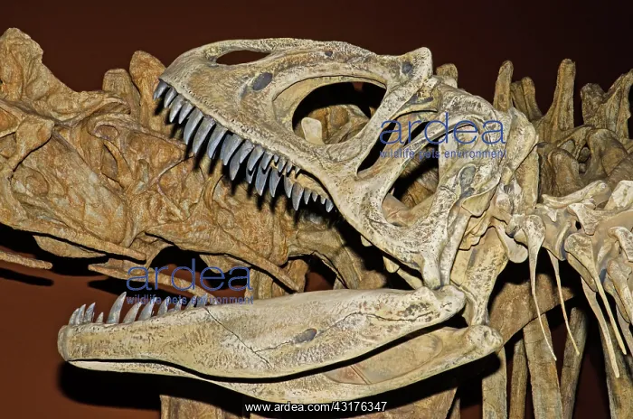 : Saurophaganax Dinosaur Skull Fossil : Saurophaganax Dinosaur Skull Fossil