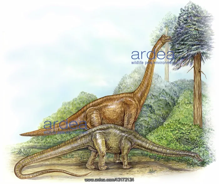 : Sauropod feeding strategies : Sauropod feeding strategies