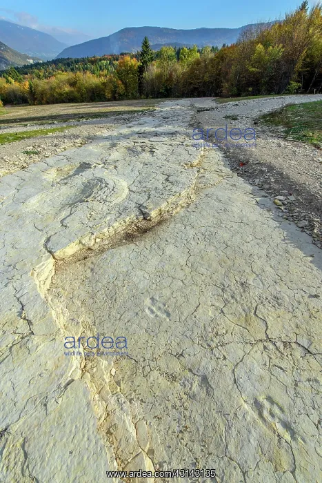 : Sauropod footprints in Plagne in the Jura, Ain : Sauropod footprints in Plagne in the Jura, Ain