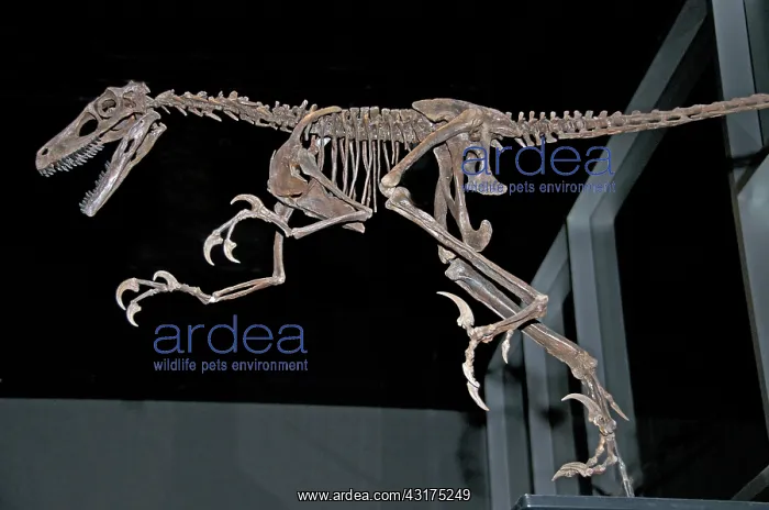: Saurornitholestes Skeleton : Saurornitholestes Skeleton