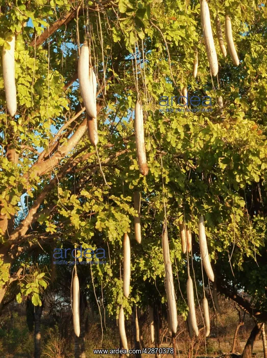 : Sausage Tree : Sausage Tree
