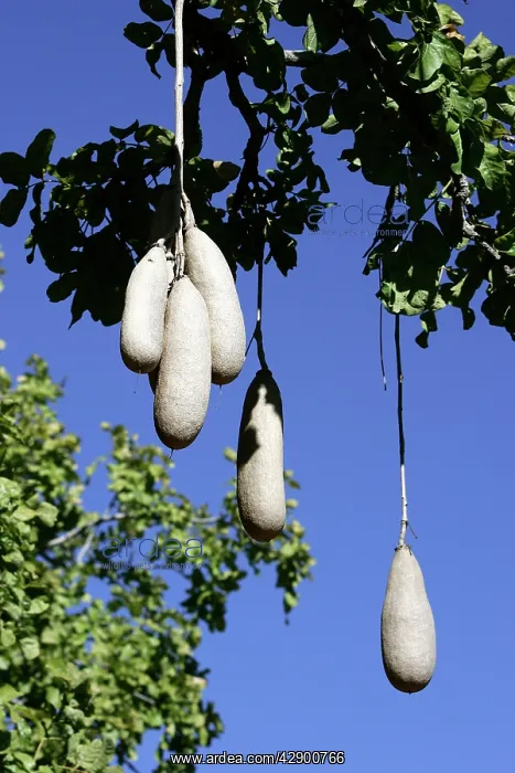 : Sausage Tree : Sausage Tree