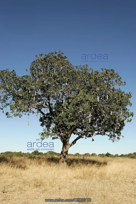 : Sausage Tree : Sausage Tree