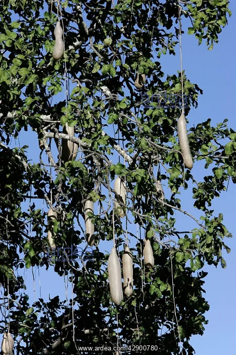: Sausage Tree : Sausage Tree