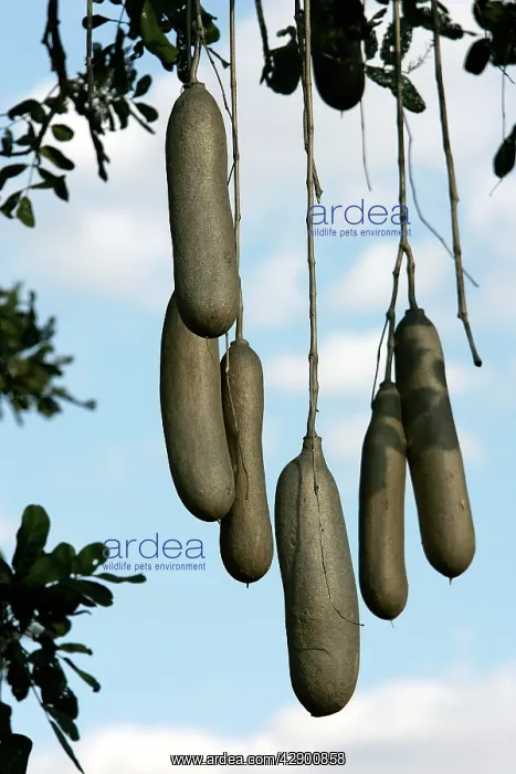 : Sausage Tree : Sausage Tree