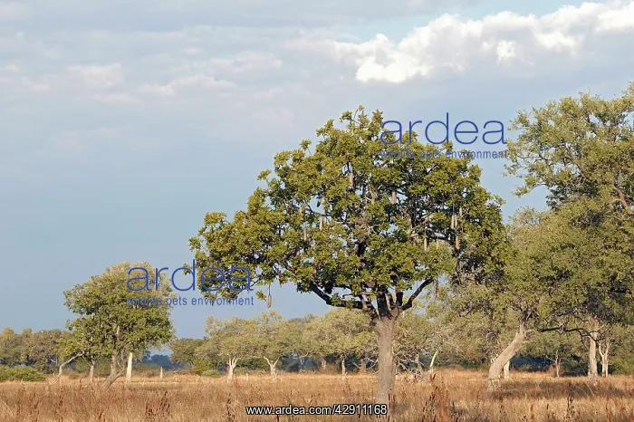 : Sausage Tree : Sausage Tree