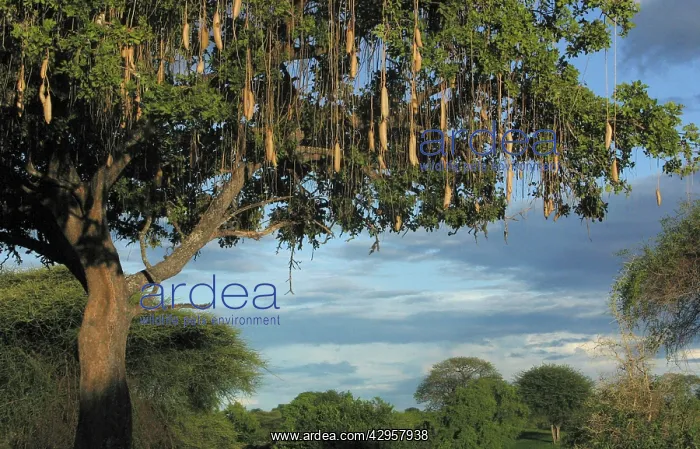 : Sausage Tree : Sausage Tree