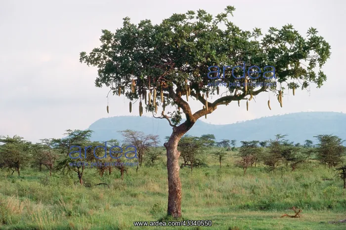  : Sausage Tree