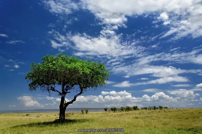 : Sausage Tree, Kigelia africana, Masai Mara : Sausage Tree, Kigelia africana, Masai Mara