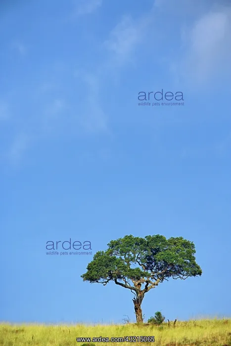 : Sausage Tree, Kigelia pinnata, Serengeti : Sausage Tree, Kigelia pinnata, Serengeti