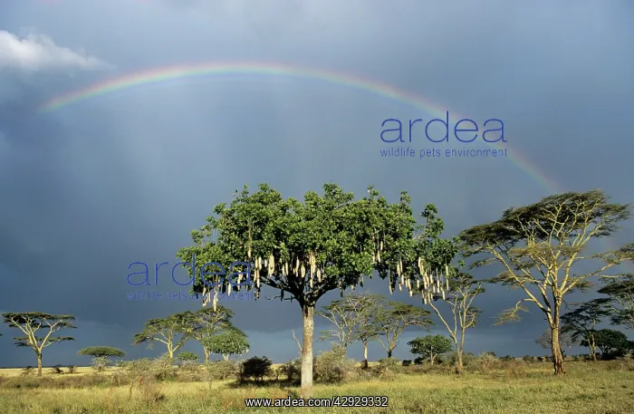  : SAUSAGE TREE - with rainbow