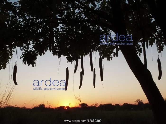 : Sausage Tree - at sunset at the bank of the Okavango River : Sausage Tree - at sunset at the bank of the Okavango River