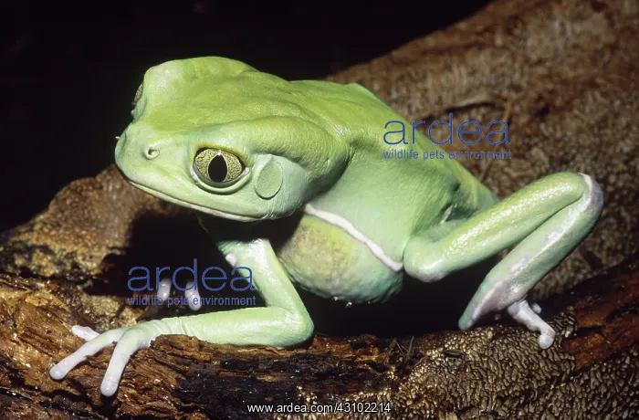: Sauvage's Leaf Frog : Sauvage's Leaf Frog