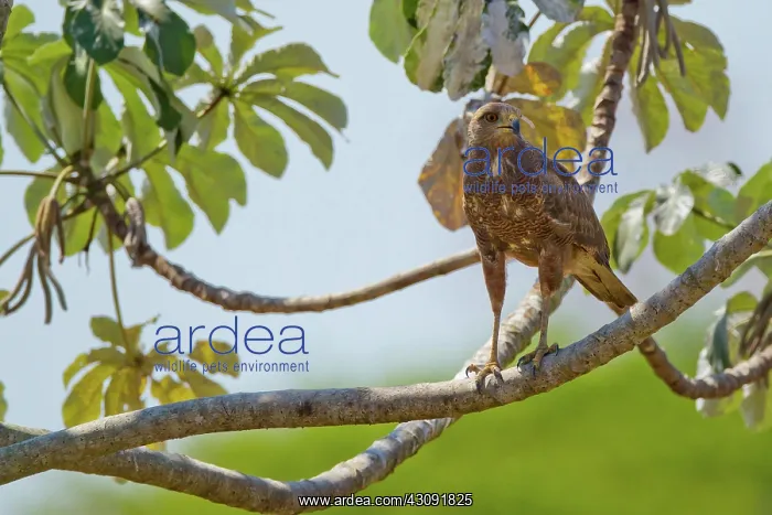 : Savanna Hawk : Savanna Hawk