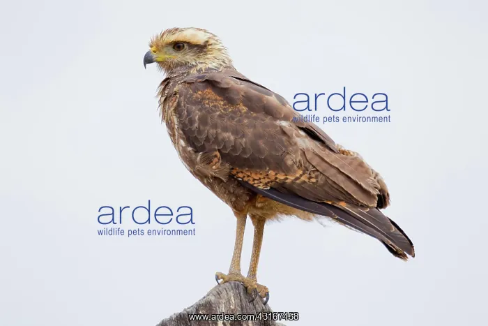 : Savanna Hawk : Savanna Hawk