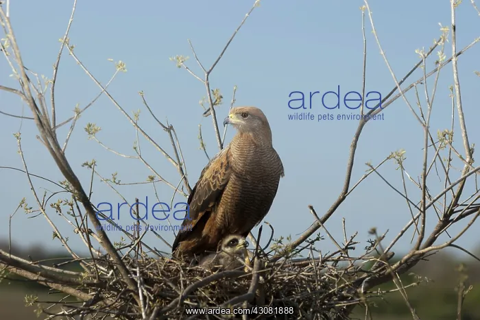: Savanna Hawk on Nest : Savanna Hawk on Nest