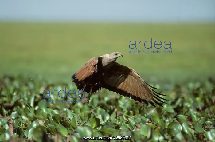 : Savanna Hawk - Taking off : Savanna Hawk - Taking off