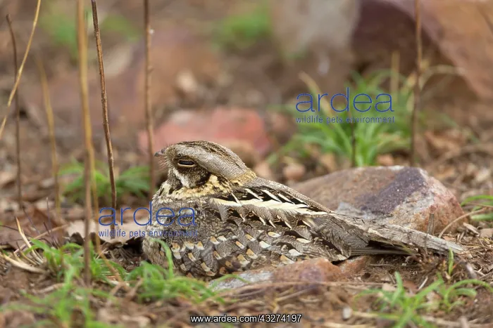 : Savanna Nightjar (Caprimulgus affinis) adult, sitting : Savanna Nightjar (Caprimulgus affinis) adult, sitting