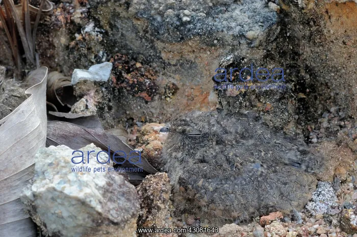 : Savanna Nightjar Chick : Savanna Nightjar Chick