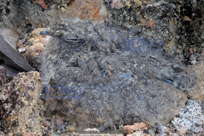 : Savanna Nightjar Chick : Savanna Nightjar Chick