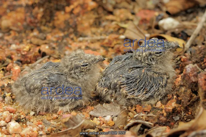 : Savanna Nightjar Chicks : Savanna Nightjar Chicks