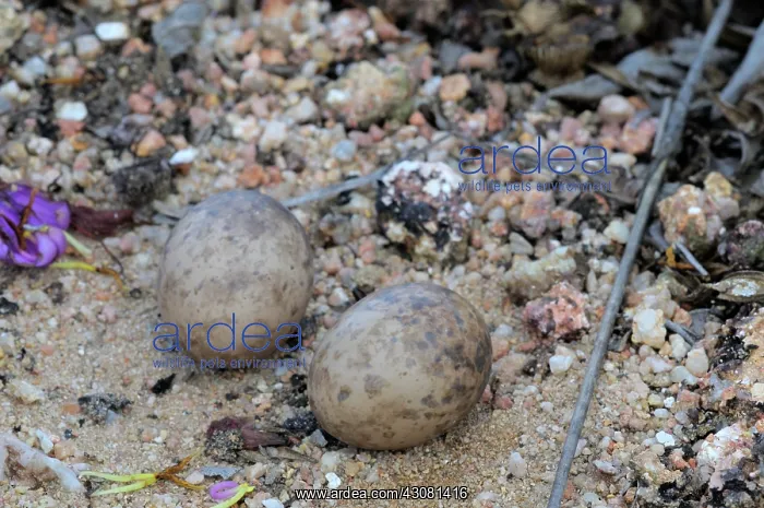 : Savanna Nightjar Nest : Savanna Nightjar Nest