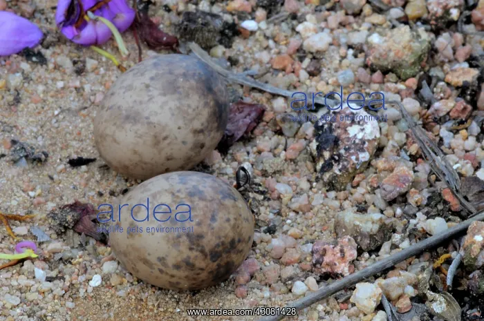 : Savanna Nightjar Nest : Savanna Nightjar Nest