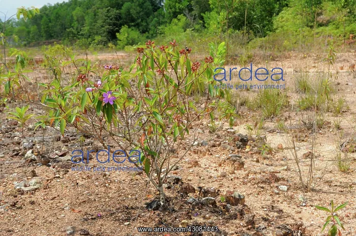 : Savanna Nightjar Nest : Savanna Nightjar Nest