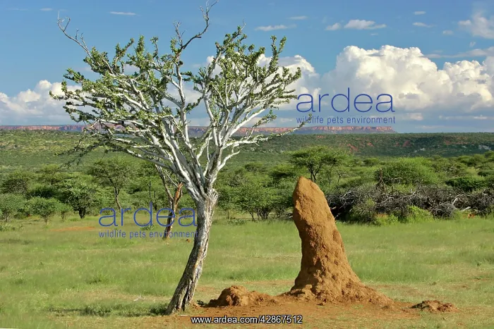 : Savanna scenery - acacia / camelthorn tree with : Savanna scenery - acacia / camelthorn tree with