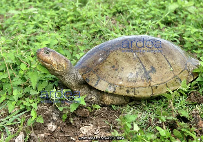 : Savanna Side-necked Turtle : Savanna Side-necked Turtle