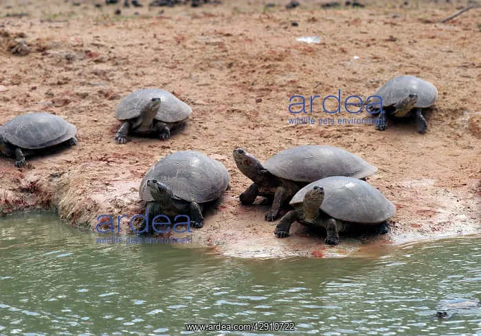 : Savanna Side-necked TURTLE : Savanna Side-necked TURTLE