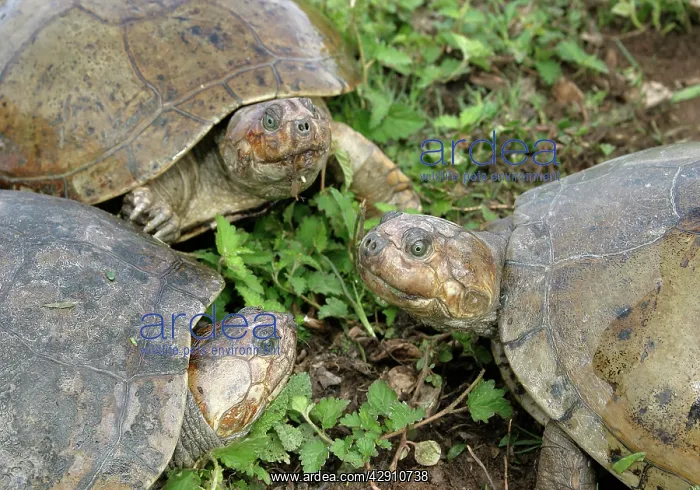 : Savanna Side-necked Turtle - three close-up : Savanna Side-necked Turtle - three close-up