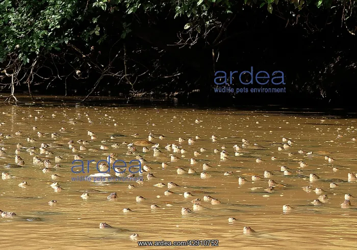 : Savanna Side-necked Turtle - mass in water : Savanna Side-necked Turtle - mass in water