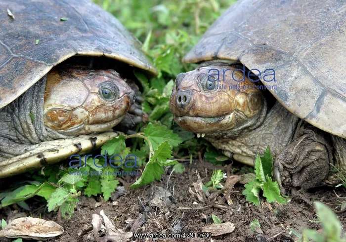 : Savanna Side-necked Turtle - two, close-up : Savanna Side-necked Turtle - two, close-up